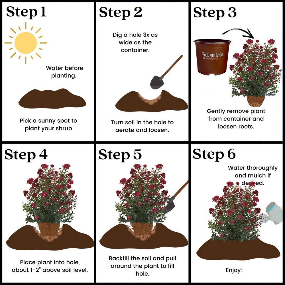 SOUTHERN LIVING 5 Gal. Colorama Scarlet Crape Myrtle Tree with Bright Red Flowers 17217