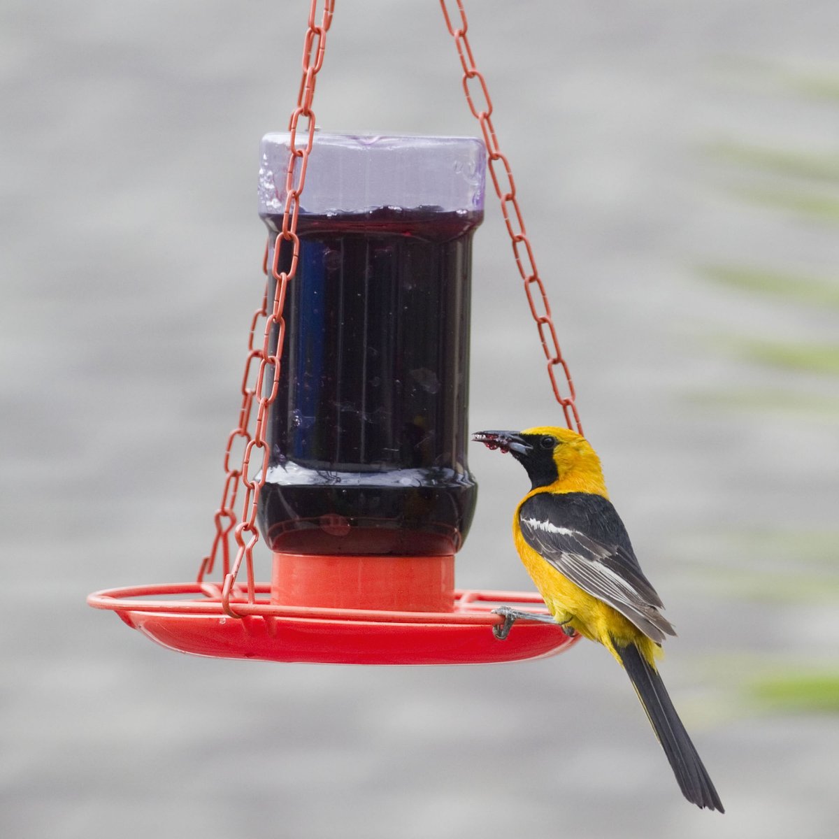 Perky-Pet Oriole Jelly Bird Feeder