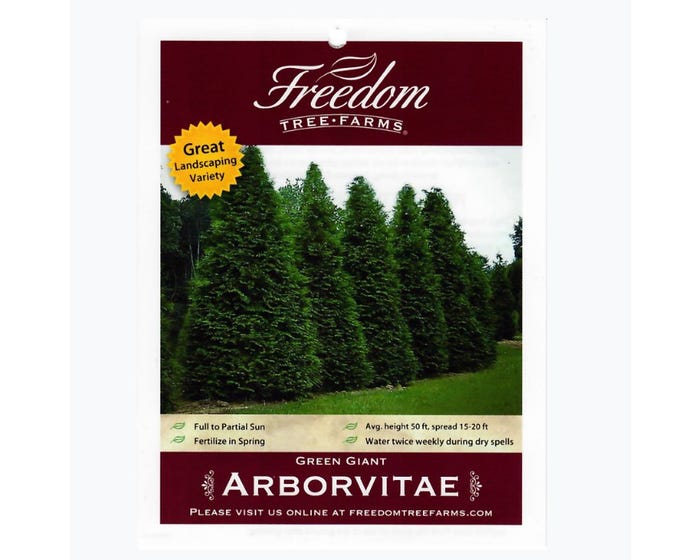 Freedom Farms Green Giant Arborvitae Shrub， 3 Gallon Pot