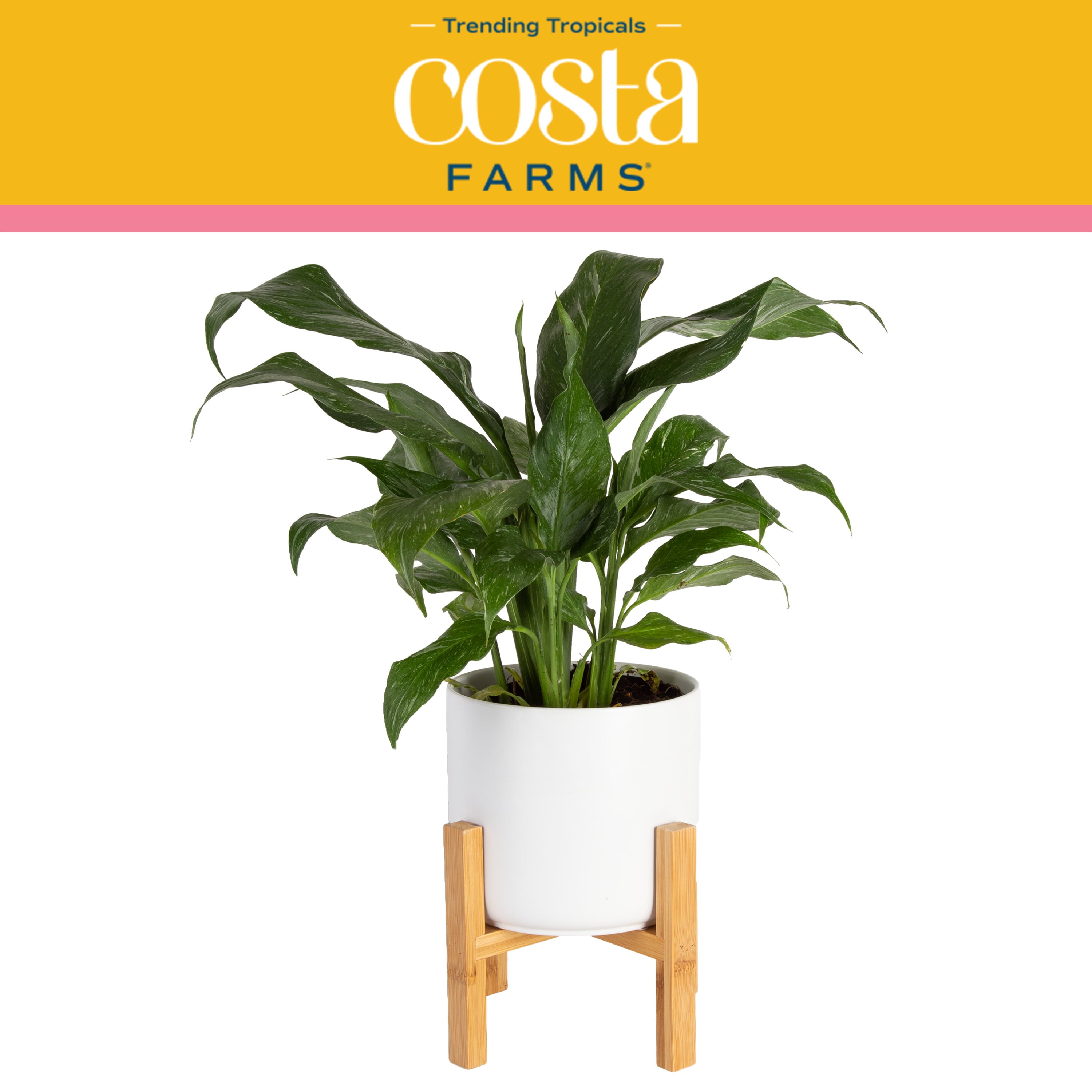 Costa Farms Trending Tropicals Live Indoor 15in. Tall White Peace Lily Jet Diamond; Bright， Indirect Sunlight Plant in 6in. Mid-Century Modern Planter