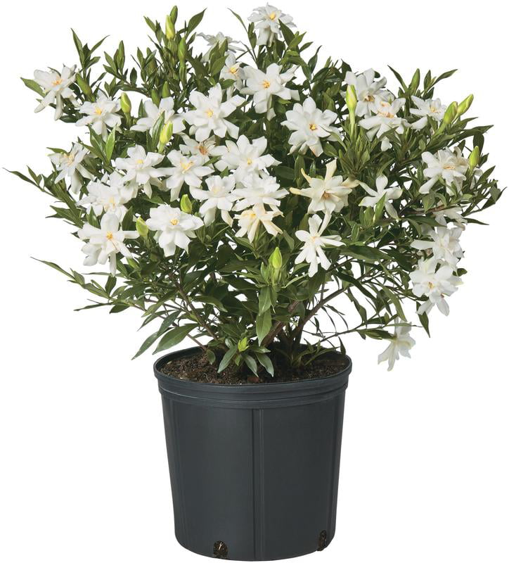 Gardenia Frostproof Live Shrub