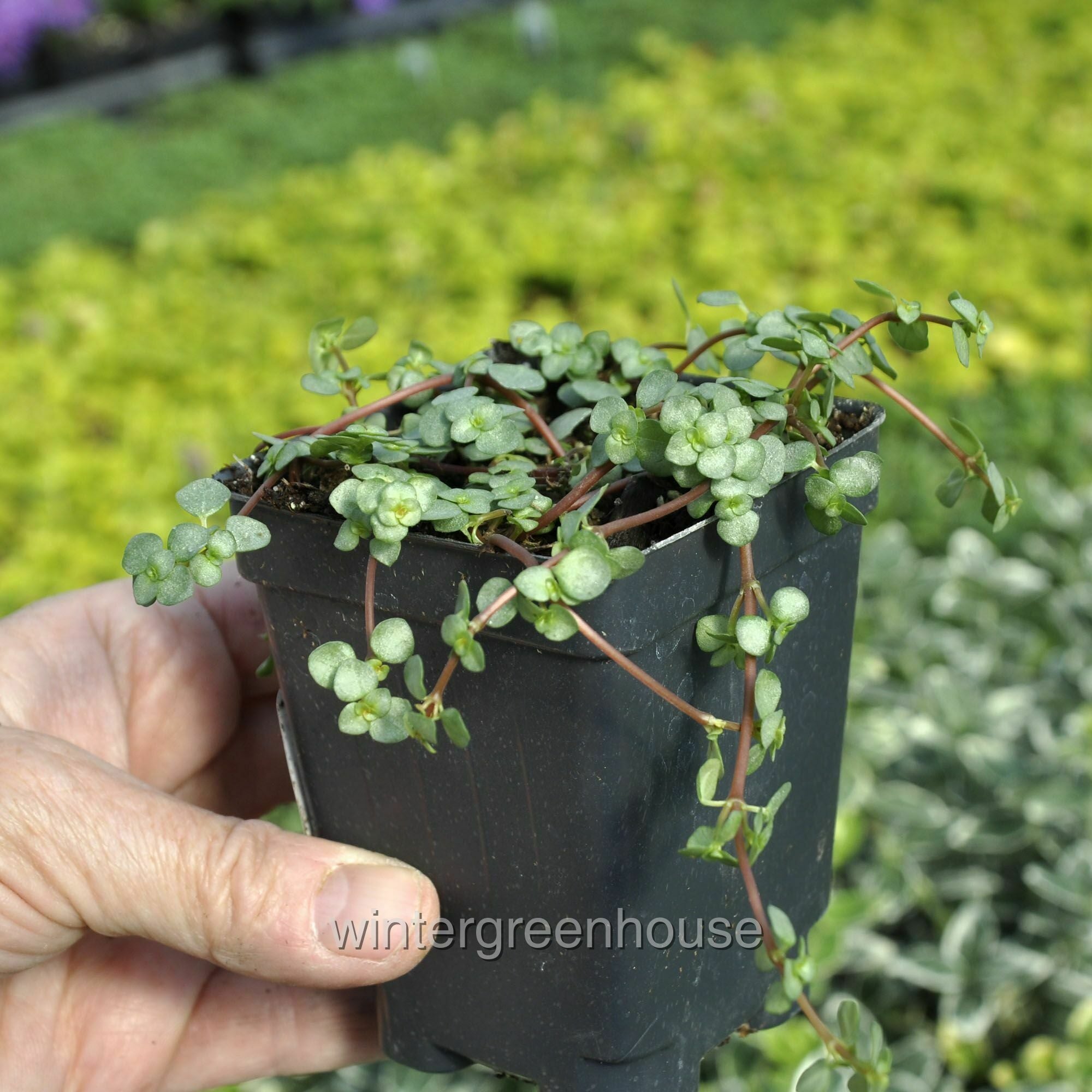 Pilea Glauca， Red Stem Pilea， Silver Sprinkles， Aquamarine - Pot Size: 3