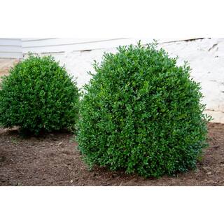 NewGen 3 Gal. Independence Boxwood (Buxus) Live Plant Easy Care Evergreen Deer Resistant Shrub with Deep Green Foliage 10435