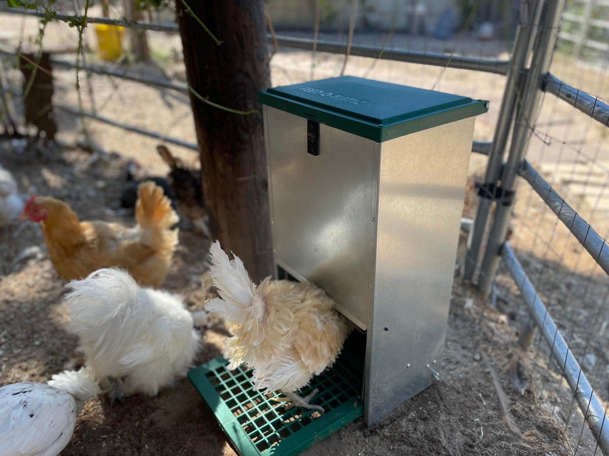 My Favorite Chicken Feedomatic Automatic Chicken and Duck Treadle Feeder