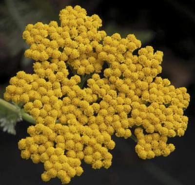 Classy Groundcovers - A collection of Yellow Blooming Plants for Sun that Deer Avoid: 25 Yarrow 'Coronation Gold'， 25 Black Eyed Susan， 25 Coreopsis 'Moonbeam'， 25 Golden Creeping Jenny