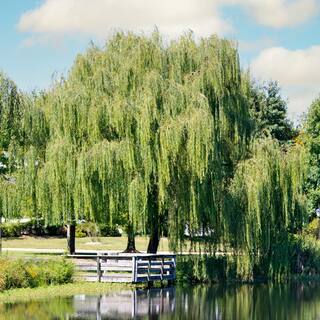 1 Gal. Weeping Willow Deciduous Tree WILWEE01G