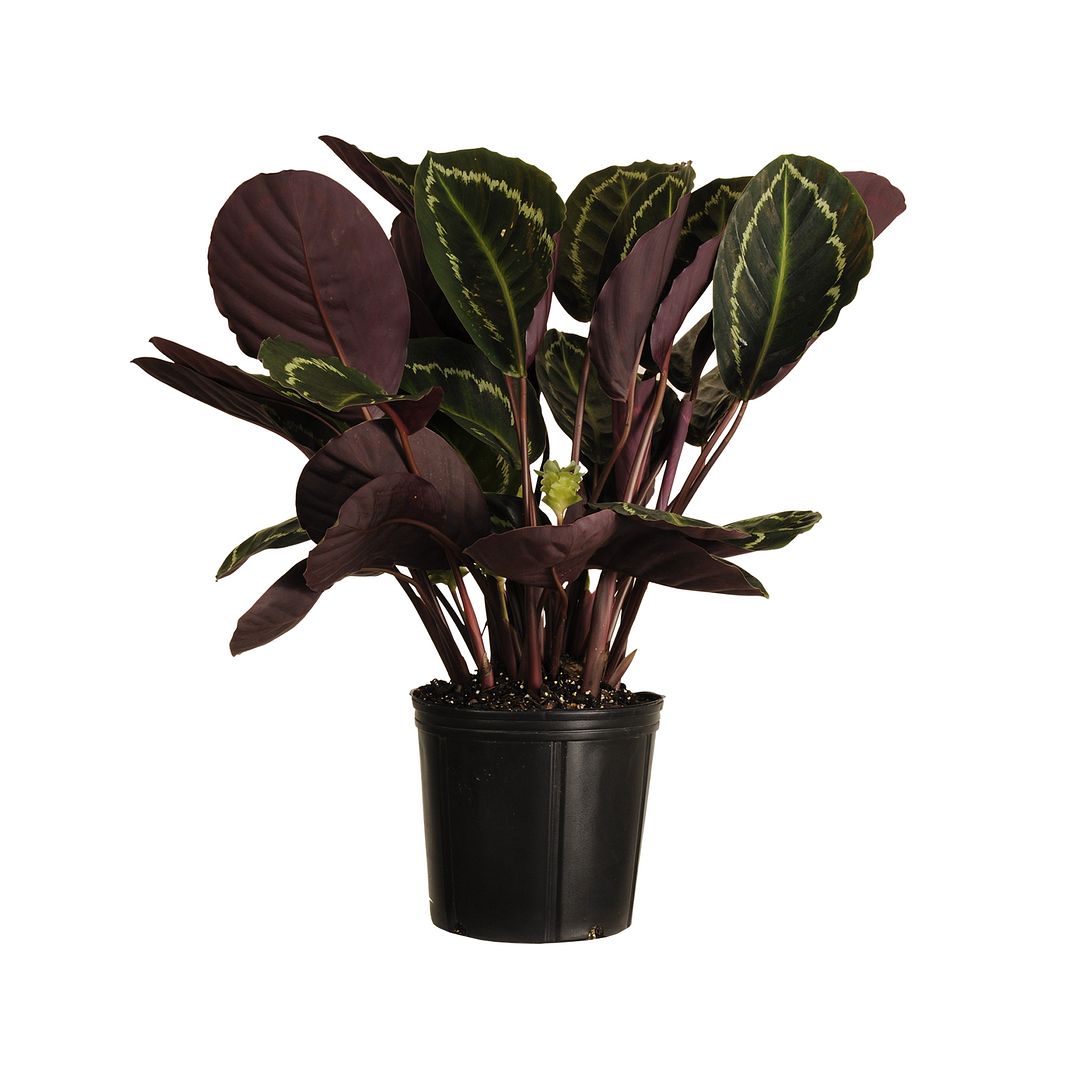 United Nursery Live Calathea Medallion Plant 28-32 Inches Tall in 9.25 In. Grower Pot