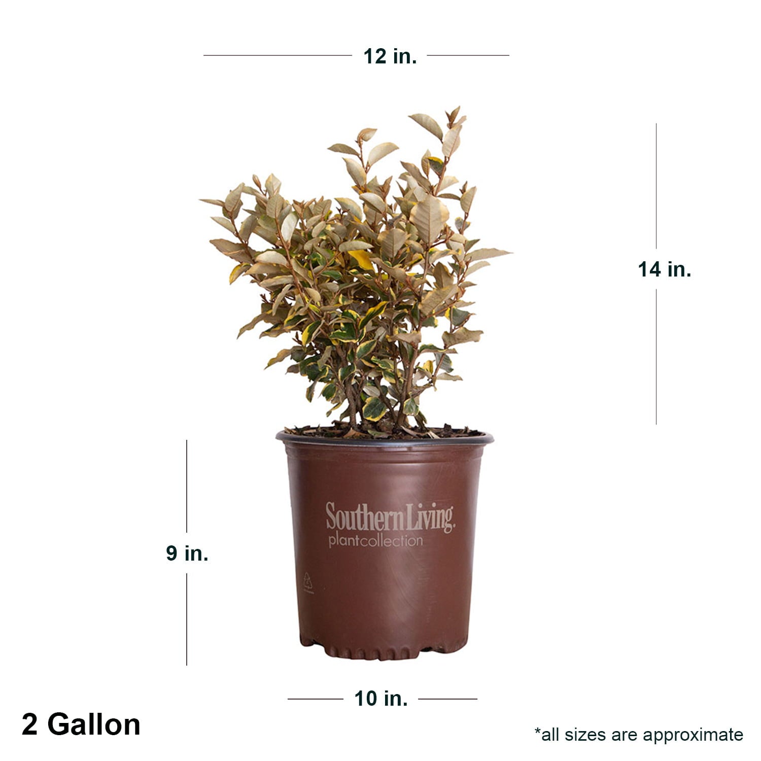 Olive Martini Elaeagnus (2 Gallon) Variegated Evergreen Shrub with Yellow and Green Foliage - Full Sun Live Outdoor Plant - Southern Living Plant Collection