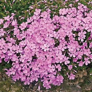 Spring Hill Nurseries Pink Emerald Creeping Phlox Dormant Bare Root Perennial Groundcover Plants (2-Pack) 09023