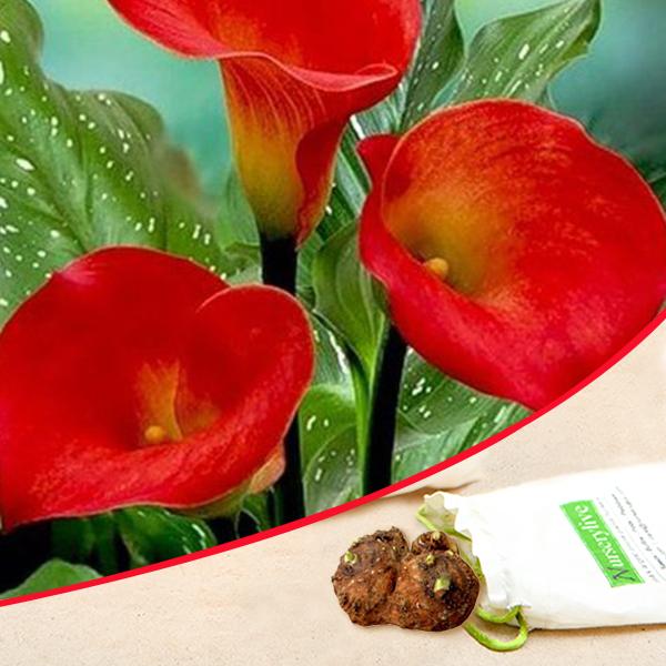 Arum Lily (Red) - Bulbs (set of 5)