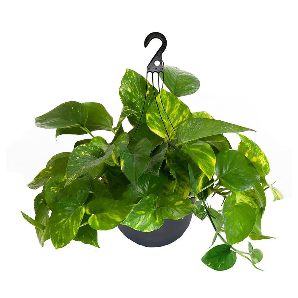 10 in. Golden Pothos Foliage Plant Hanging Basket with Green and Yellow Foliage 15275