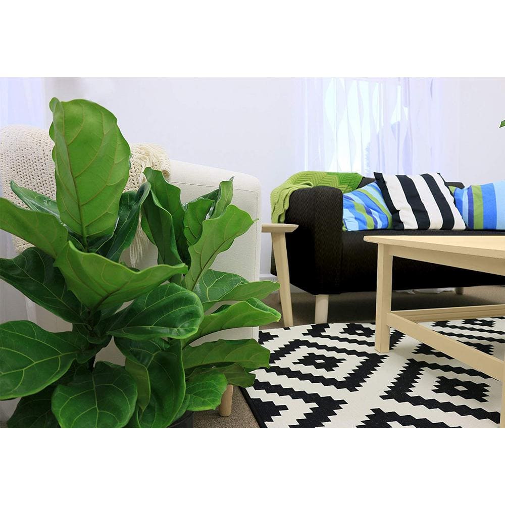 Costa Farms Ficus Lyrata Fiddle Leaf Bush Indoor Floor Plant in 9.25 in. White Cylinder Pot and Stand Avg. Shipping Height 3-4 ft. CO.FL10.3.CYL