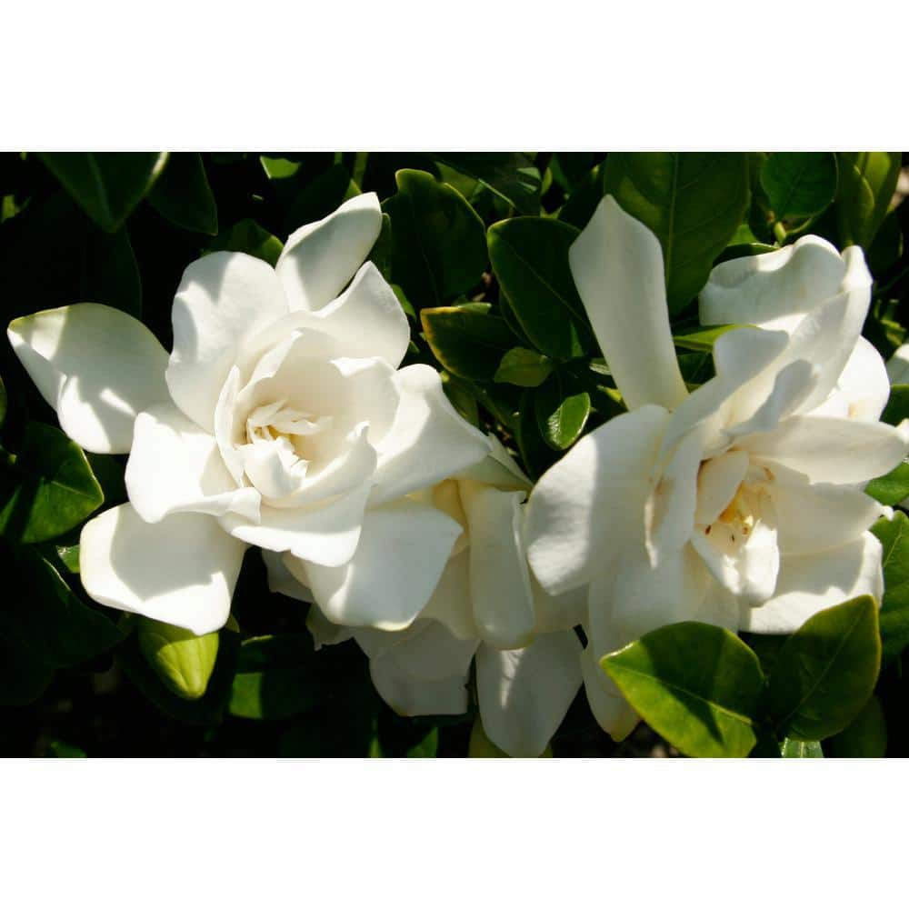 SOUTHERN LIVING 2 g Jubilation Gardenia Shrub with Fragrant White Flowers 14424