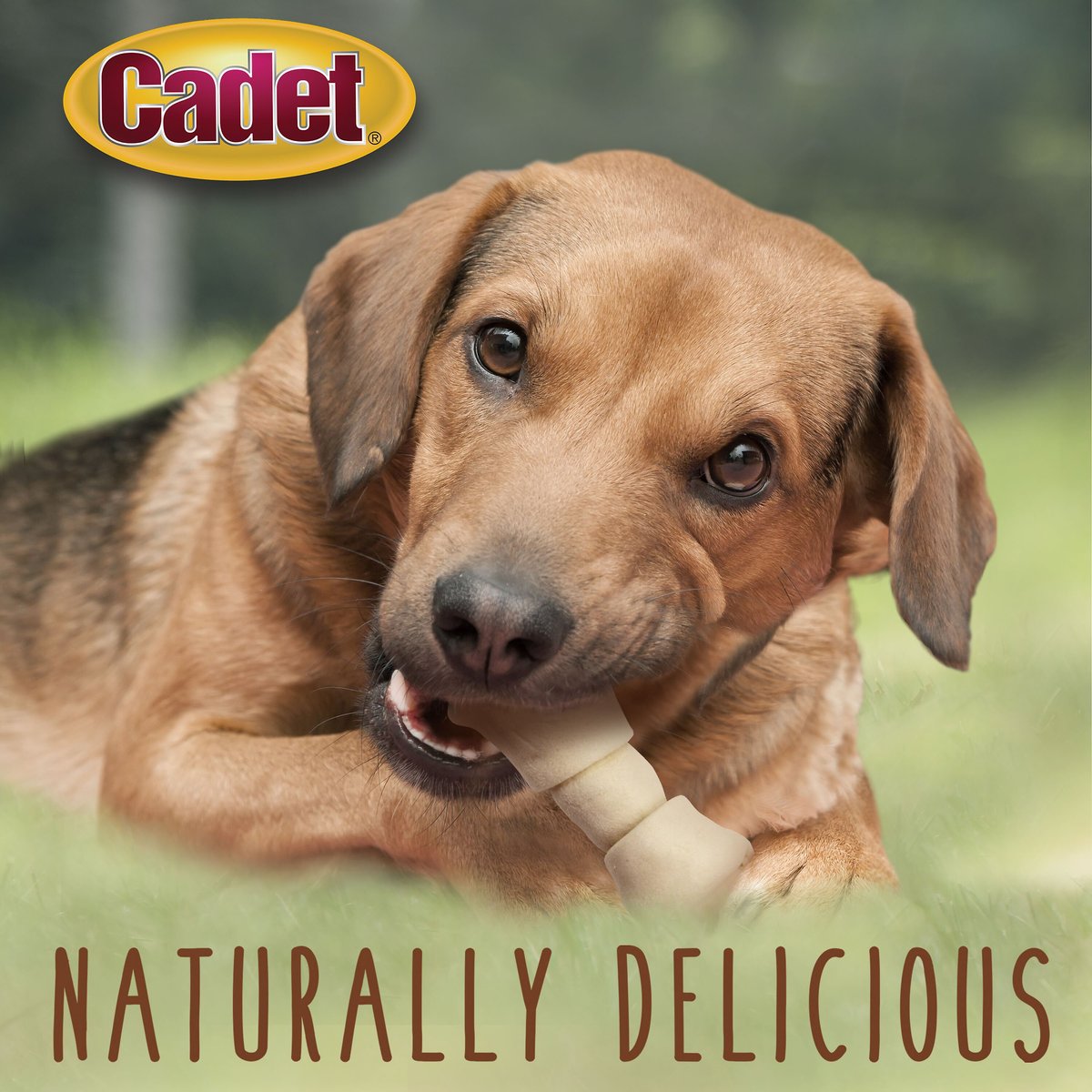 Cadet Premium Grade Knotted Beef Hide Bone Dog Treats