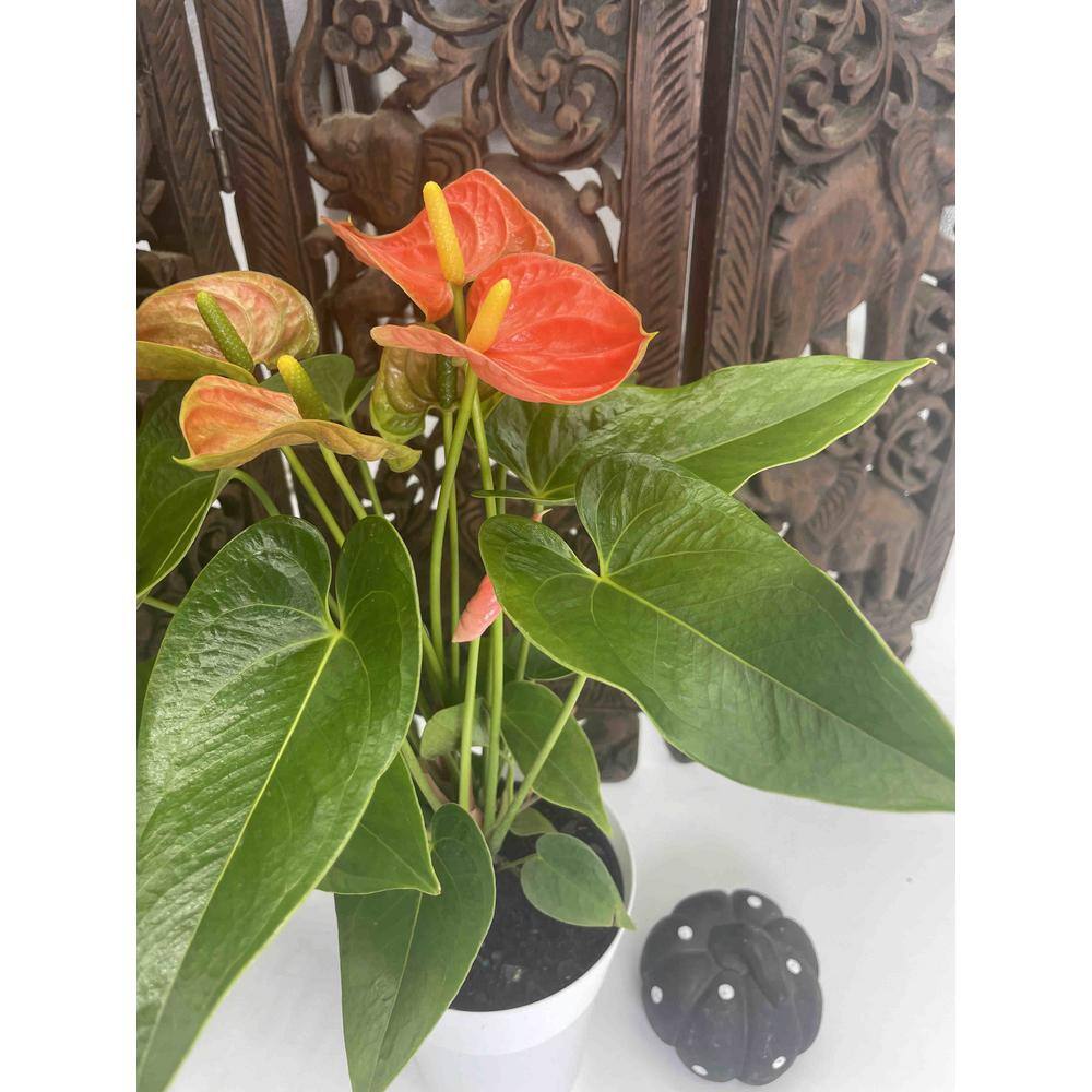 EVERBLOOM GROWERS INC. 5 in. Anthurium Assorted Plant 5ANTASS