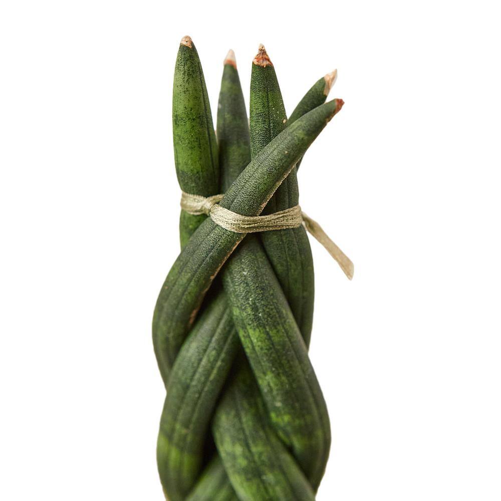 Snake Plant Braided (Sansevieria cylindrica) Plant in 4 in. Grower Pot 4_SNAKE_BRAID