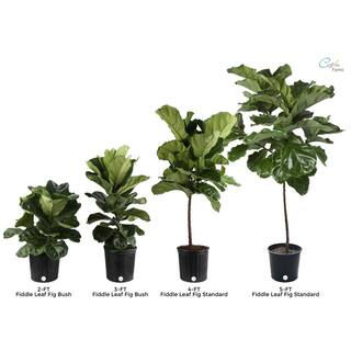 Costa Farms Fiddle Leaf Fig Indoor Plant in 10 in. Gray Planter Average Shipping Height 3-4 ft. Tall CO.FL11.3.CYL