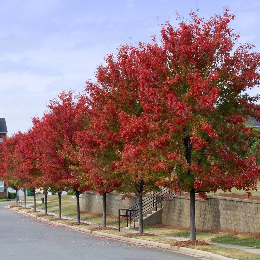 Autumn Blaze® Red Maple Tree