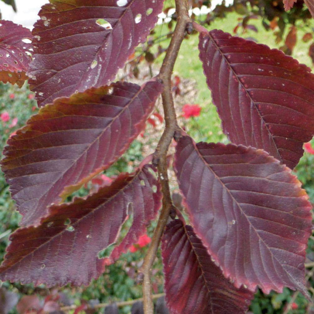 7 Gal. Frontier Elm Shade Tree ELMFRO07G