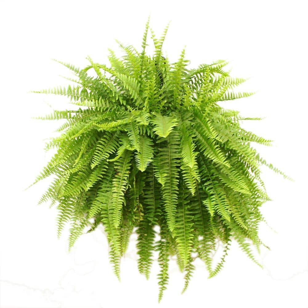 Costa Farms Boston Fern IndoorOutdoor Plant in 10 in. Hanging Basket Avg. Shipping Height 1-2 ft. Tall 10BOSTHB