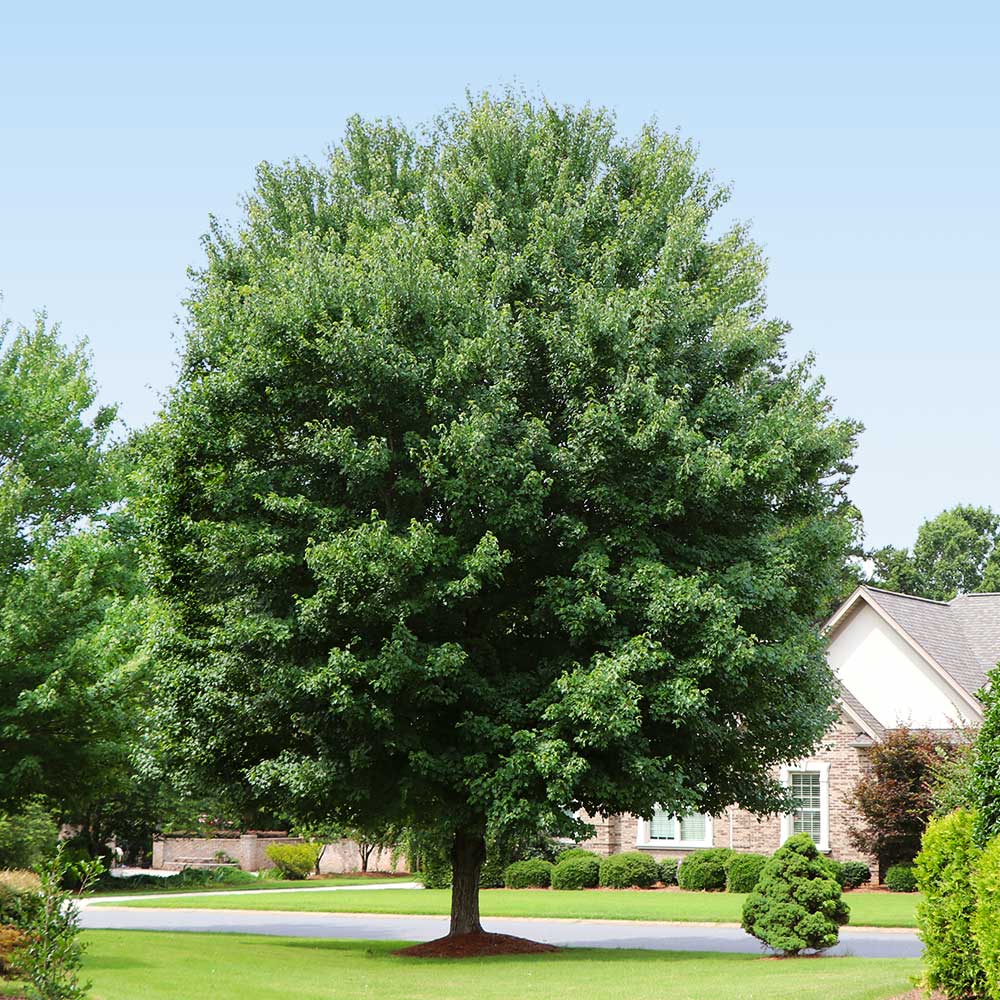 American Red Maple Tree