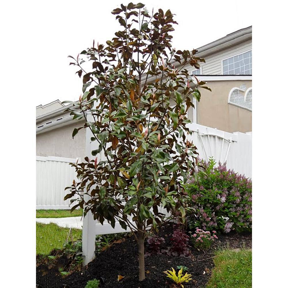Bracken's Brown Beauty Southern Magnolia White Flowering Evergreen Tree MAGBRA07G