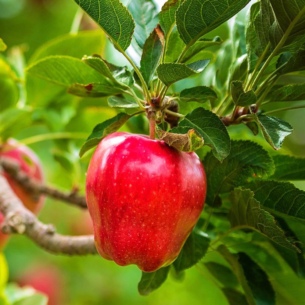 1 Gal. Red Delicious Apple Tree APPRED01G