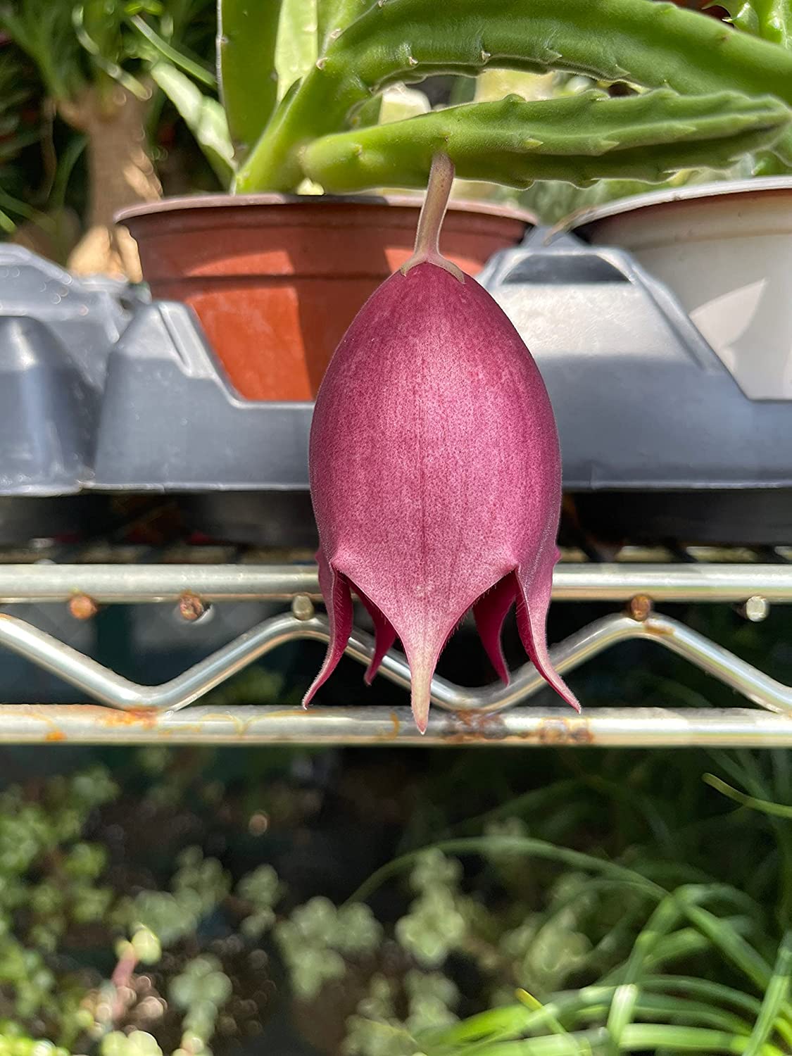 Stapelia leendertziae Black bell Carrion Flower. Maroon Cup Starfish， huernia spp black Bells