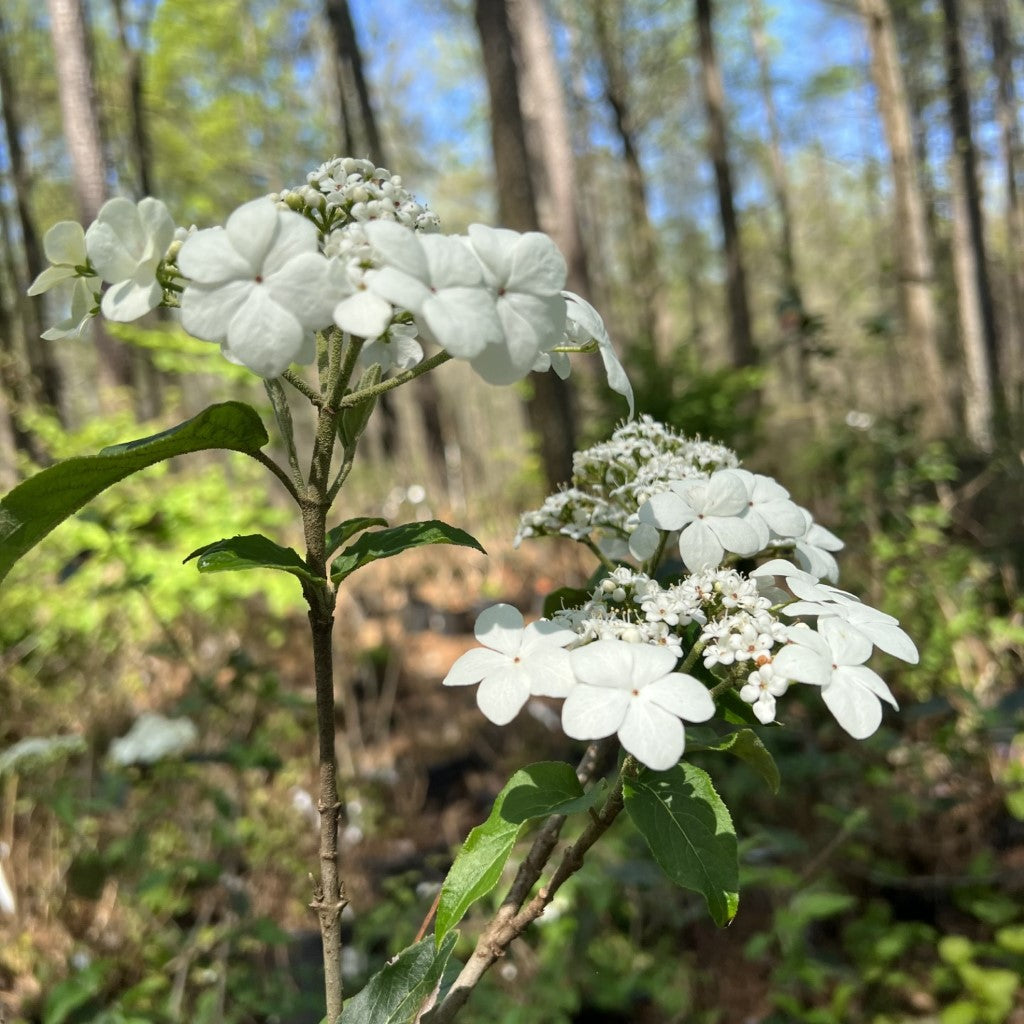 Spring Lace Viburnum Shrub