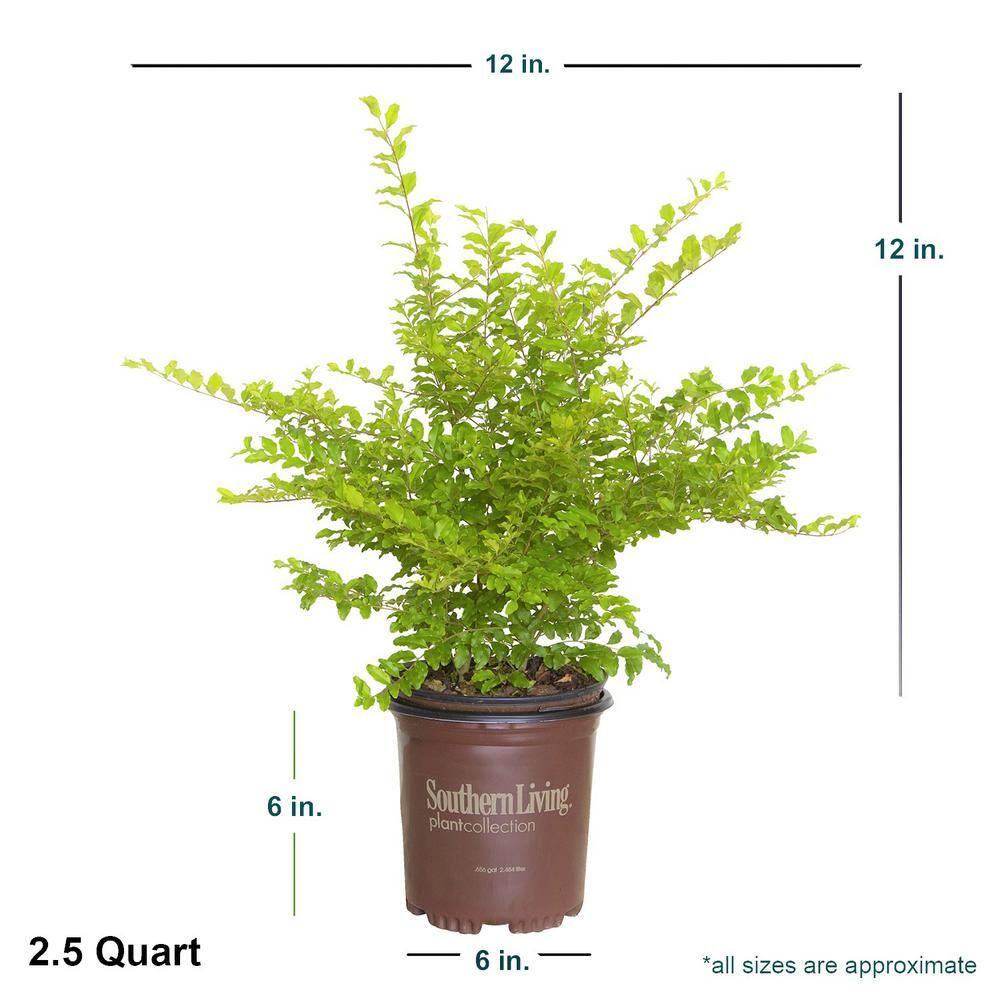 SOUTHERN LIVING 2.5 Qt. Sunshine Ligustrum Evergreen Shrub Bright Golden-Yellow Foliage 3953Q