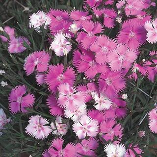 4.5 in. Pink Dianthus Plant 10503