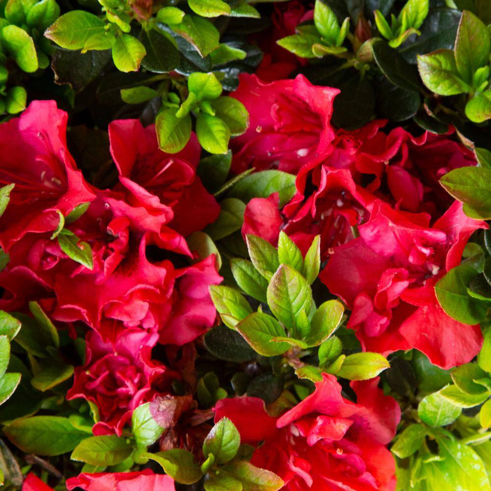 ENCORE AZALEA 3 Gal. Autumn Fire Shrub with True Red Reblooming Flowers 80543