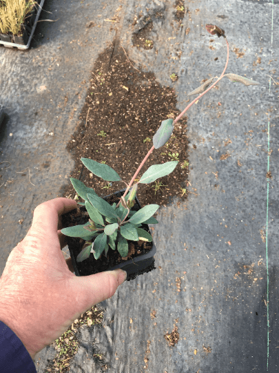 3 Honeysuckle Vine Plant， Rooted Vines - Small Plant 3.5 inch pot