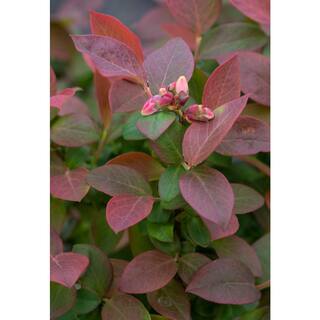 BUSHEL AND BERRY 1 Gal. Bushel and Berry Peach Sorbet Blueberry Live Plant 19827