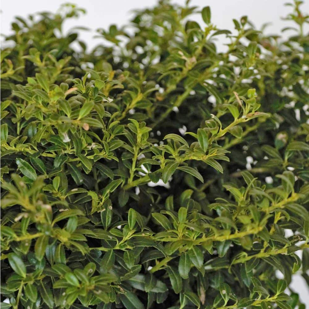 FLOWERWOOD 2.5 Gal - Soft Touch Holly(Ilex) Live Evergreen Shrub Finely Textured Green Foliage 31183FL