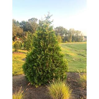 7 Gal. Green Giant Arborvitae (Thuja) Live Evergreen Shrub 15601