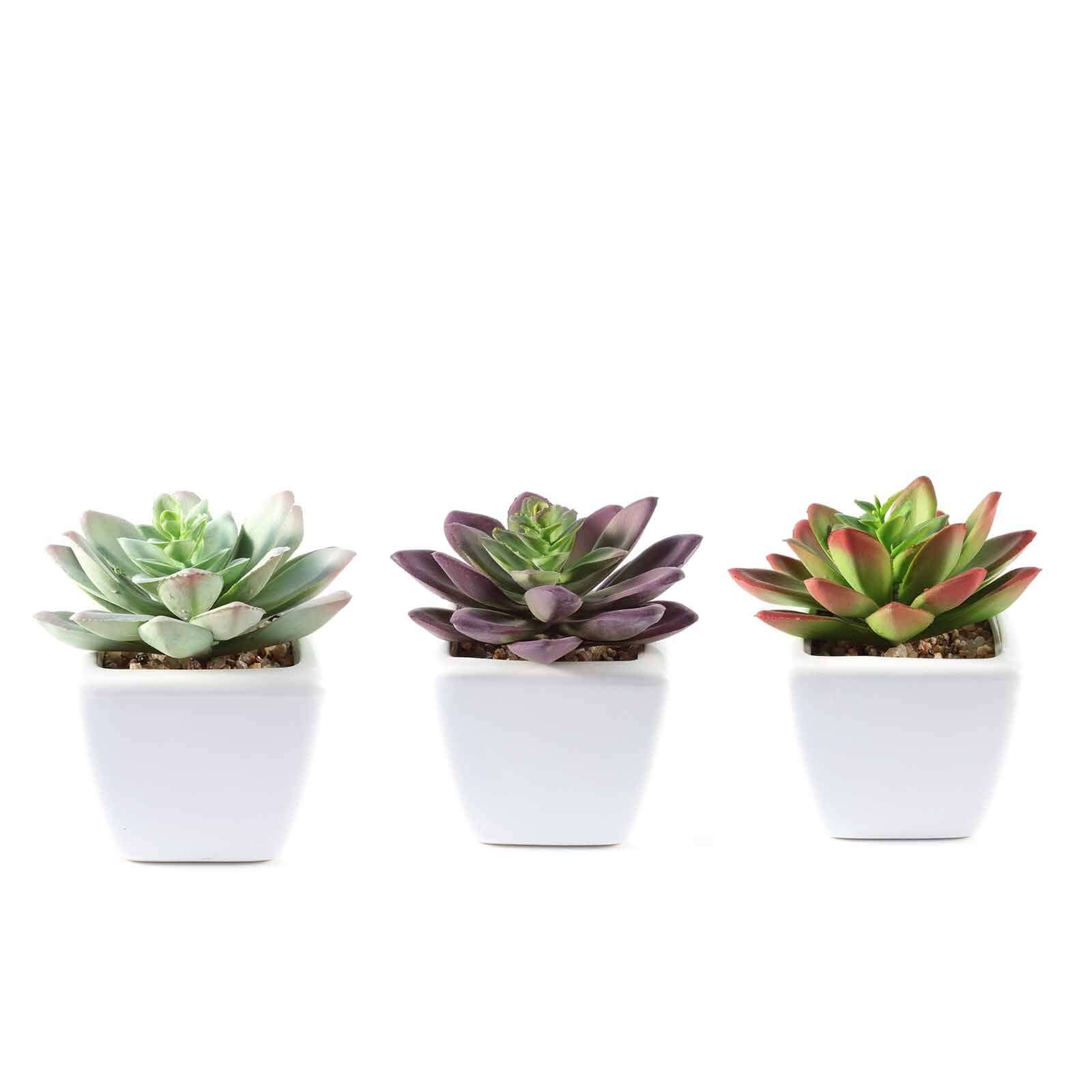 3 Pack Ceramic Planter Pot and Artificial Echeveria Elegans Plants 4