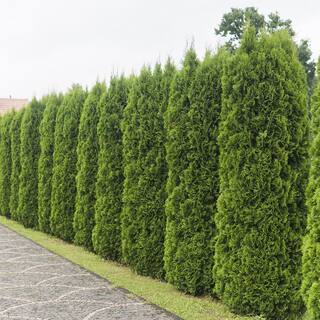 FLOWERWOOD 2.5 Gal - Emerald Green Arborvitae(Thuja) Live Evergreen ShrubTree Green Foliage 55203FL