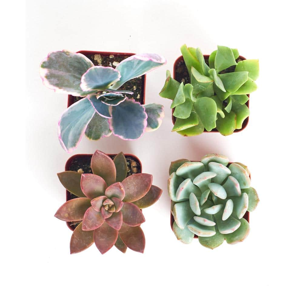 Shop Succulents 2 in. Premium Pastel Succulent (Collection of 4) P4