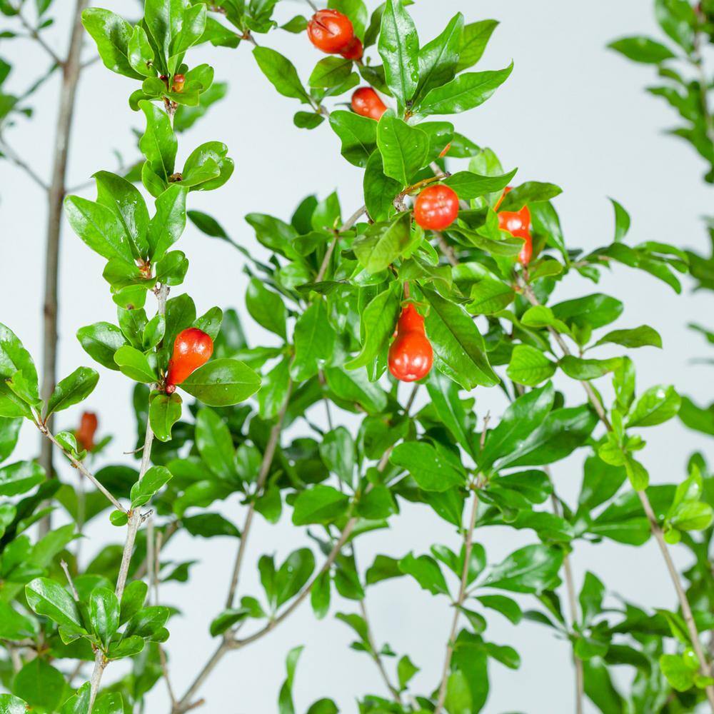 Perfect Plants 1 Gal. Wonderful Pomegranate Tree (2-Pack) THD00204