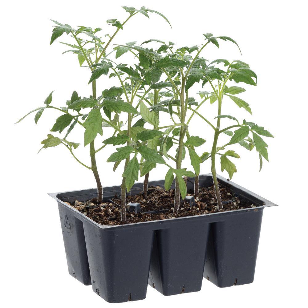 Bonnie Plants 1.19 qt. Atkinson Tomato Plant (6-Pack) 0223