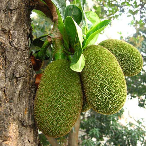 Artocarpus Heterophyllus, Jackfruit - 0.5 kg Seeds