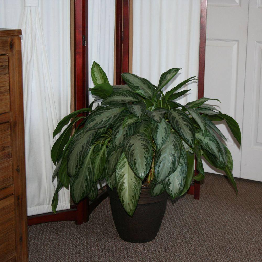 Costa Farms Aglaonema Chinese Evergreen Indoor Plant in 9.25 in. White Cylinder Pot and Stand Avg. Shipping Height 2-3 ft. Tall CO.AA10.3.CYL