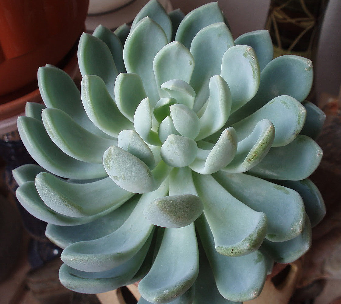 Grey Red Desert Rose - Echeveria - Easy to Grow Succulent - 2.5