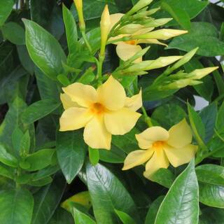 national PLANT NETWORK 4 in. Mandevilla SunParasol Sunbeam Plant in Grower Containers (3-Piece) HD1455