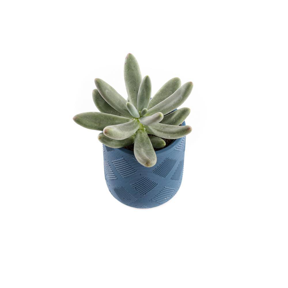 2.5 in. Assorted Succulent Set in Blue Weave Pot (2-Pack) SUCCLYAS325SBW