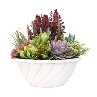 SMART PLANET 3.5quot Live Plant Assortment of 2 Succulents and 1 Cactus 0881015