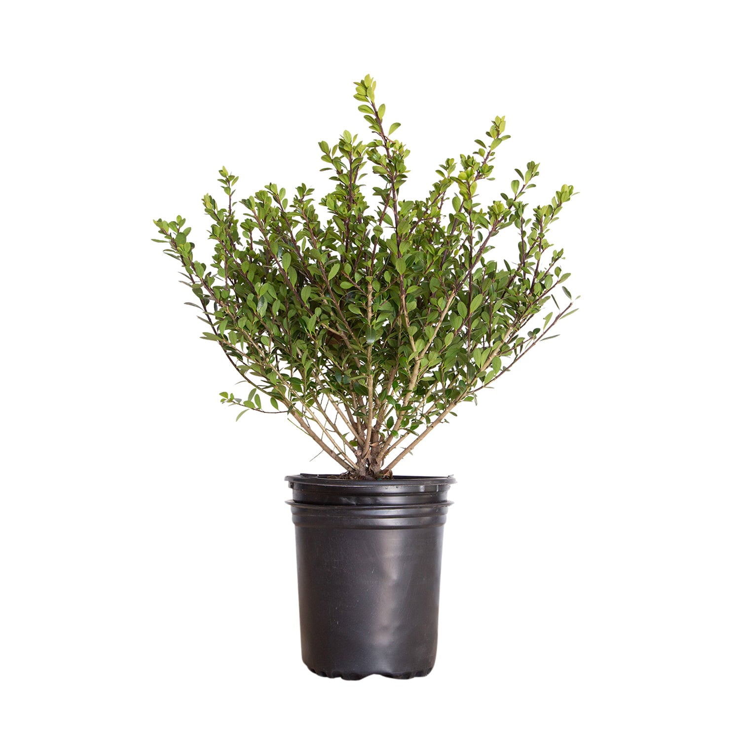 Compacta Japanese Holly (2.5 Quart) Compact Evergreen Shrub - Full Sun Live Outdoor Plant