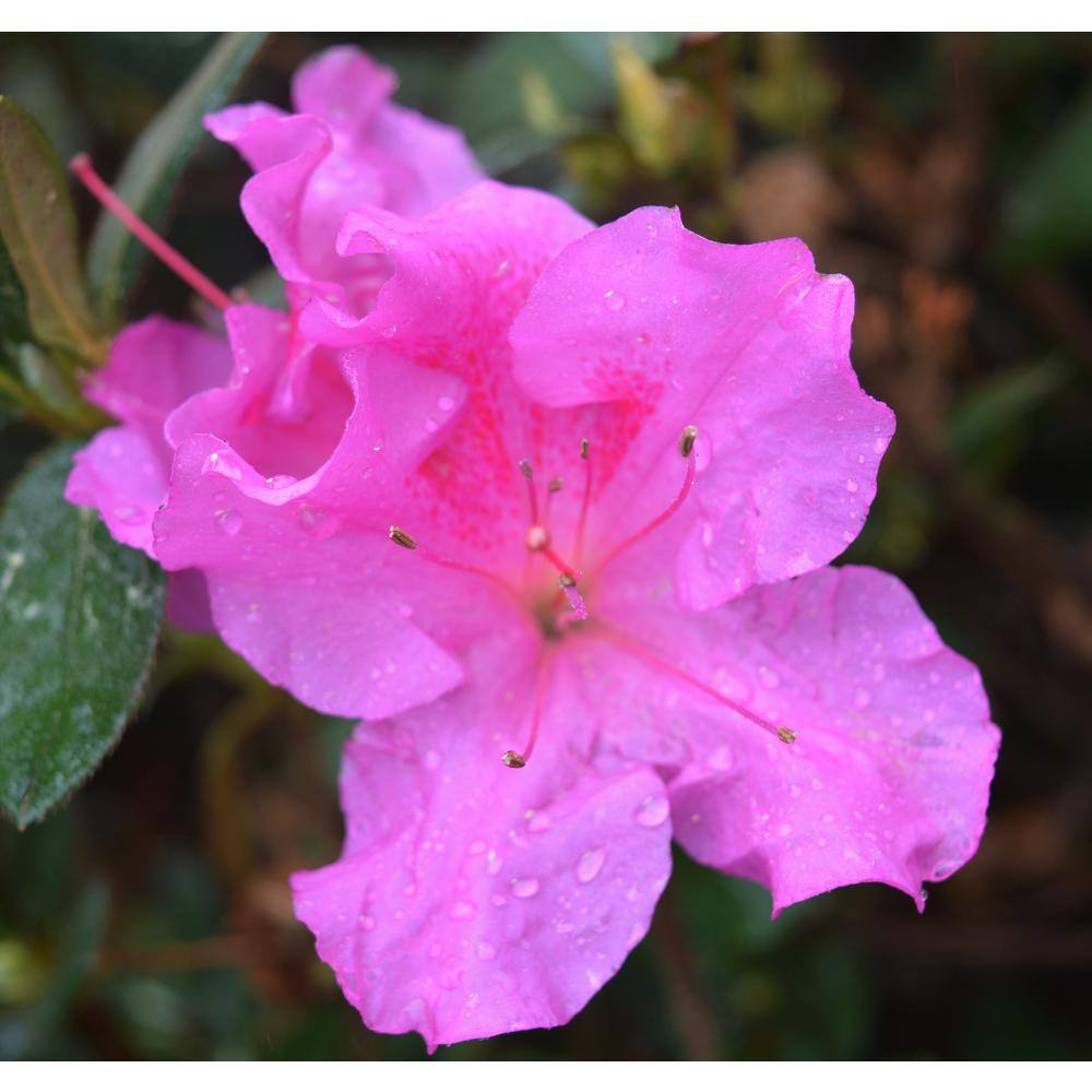 Vigoro 2 Gal. Augusta Echo Azalea Shrub with Bright Pink Reblooming Flowers 10159