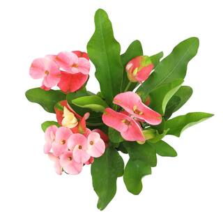 ALTMAN PLANTS 4.25 in. Euphorbia Milii With Pink Flowers Charlotte Variety Crown Of Thorns Single Plant 0872926